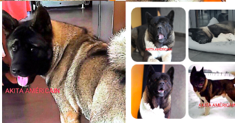 huan dog sitter à FARAMANS 01800_4