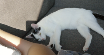mégan pet sitter à MULHOUSE 68200_8