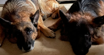 alicia pet sitter à FLEURIEUX SUR L ARBRESLE 69210_2