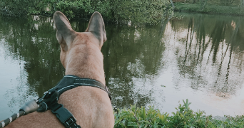 méli pet sitter à CHALLANS 85300_7