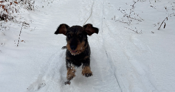 léa pet sitter à PLAILLY 60128_1