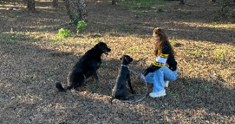 alice dog sitter à GRIMAUD 83310_2