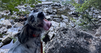 megan pet sitter à CANNES 06150_2