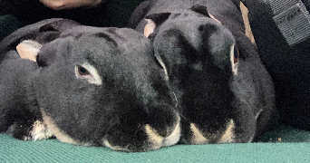 daina pet sitter à BIARRITZ 64200_1
