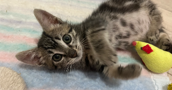 alice pet sitter à Pont-Péan 35131_3