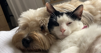 emma  pet sitter à NANTES 44000_8