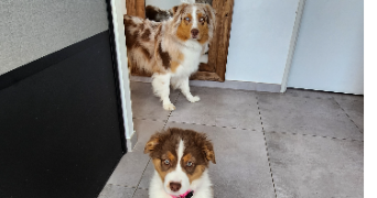 emeline pet sitter à SOUVIGNARGUES 30250_0