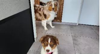 emeline pet sitter à SOUVIGNARGUES 30250