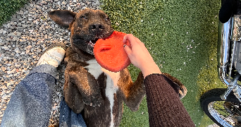 thaïs pet sitter à REIMS 51100_4