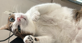 adrien pet sitter à SARTROUVILLE 78500_2