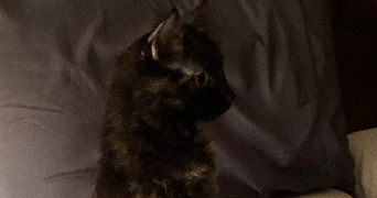 houssam ali pet sitter à PARIS 16 75016_0