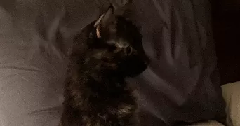 houssam ali pet sitter à PARIS 16 75016