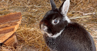 elsa pet sitter à OSTHEIM 68150_2