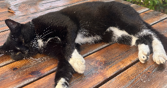 christel pet sitter à DINAN 22100_1