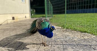 kyllian pet sitter à PONTCARRE 77135_4