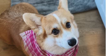 eloise pet sitter à CHOISY LE ROI 94600_3