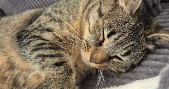 pauline pet sitter à CERIZAY 79140_2