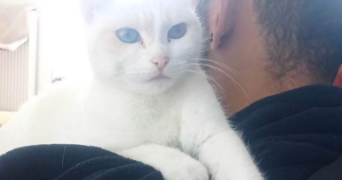 aldo pet sitter à ST PIERRE DES CORPS 37700_2