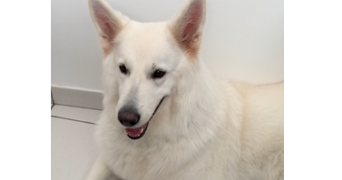 bastien pet sitter à LONGUENEE EN ANJOU 49770_1