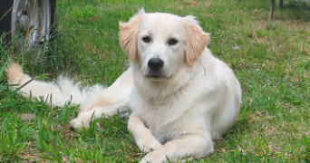 angeline pet sitter à MILLEMONT 78940_1