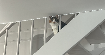 maeva  pet sitter à DIJON 21000_5
