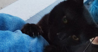 marylou pet sitter à CLERMONT FERRAND 63000_2