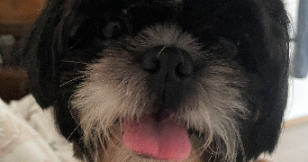 solene pet sitter à VILLEURBANNE 69100_5