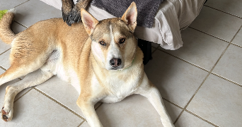 lilou pet sitter à POULX 30320_3