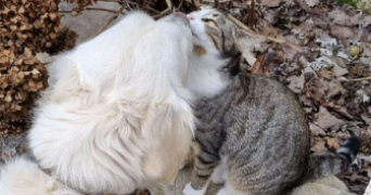manon pet sitter à MOUANS SARTOUX 06370_2
