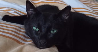 lucie pet sitter à AMIENS 80000_1