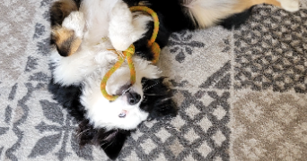 clothilde pet sitter à SALEUX 80480_9