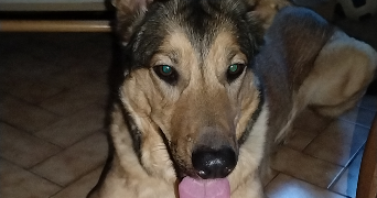 jessica pet sitter à VOUTRE 53600_2