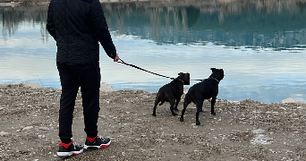 laura pet sitter à ORGON 13660_8