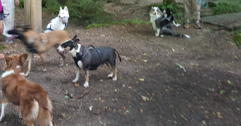 corinne  pet sitter à RAZES 87640_8