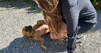 océane pet sitter à ST LEGER LES VIGNES 44710_1