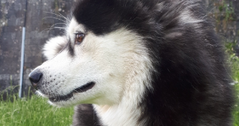 elisa pet sitter à BESANCON 25000_1