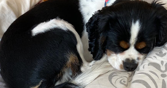 ema pet sitter à YUTZ 57970_3