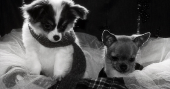 oceane pet sitter à SEVRIER 74320_5