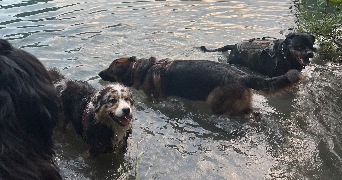 sarah pet sitter à ST JEOIRE 74490_5