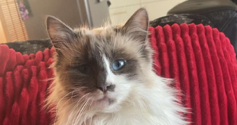 julianne pet sitter à NOMDIEU 47600_0
