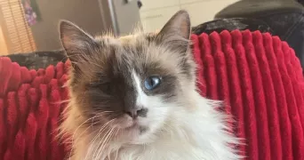 julianne pet sitter à NOMDIEU 47600