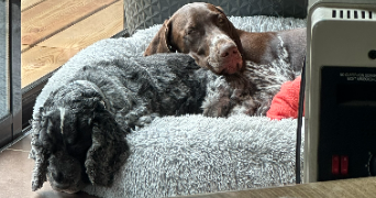 ambre pet sitter à THORIGNY SUR MARNE 77400_1