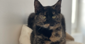 alesia pet sitter à VILLENEUVE SUR LOT 47300_2