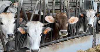 martia pet sitter à PAMIERS 09100_1