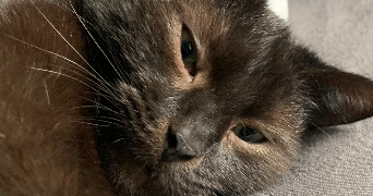 chloé  pet sitter à CLOUANGE 57185_8