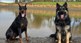 zoé pet sitter à Dompierre sur Yon 85170_7