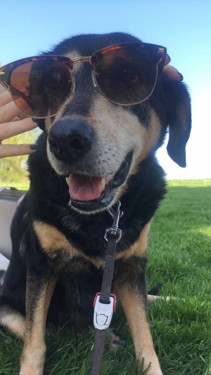 ines pet sitter à Guyancourt 78280_0