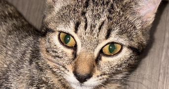 rachid pet sitter à MONTLHERY 91310_2
