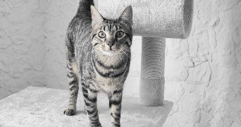 marion pet sitter à MARTIGUES 13500_1
