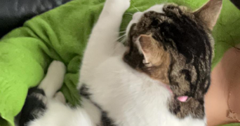 estelle pet sitter à VIRY 74580_3